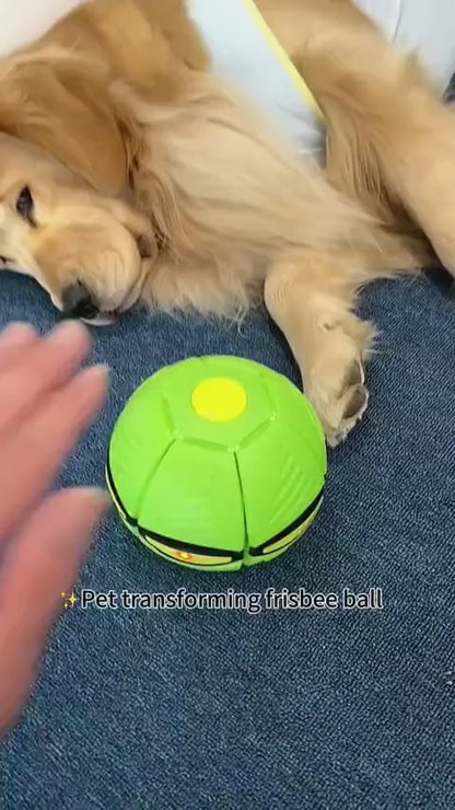 Dog Frisbee